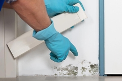 Comprehensive Guide to Mold Remediation: Identifying, Removing, and Preventing Future Outbreaks