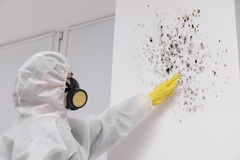 Cutting-Edge Practices for Safe and Effective Mold Removal