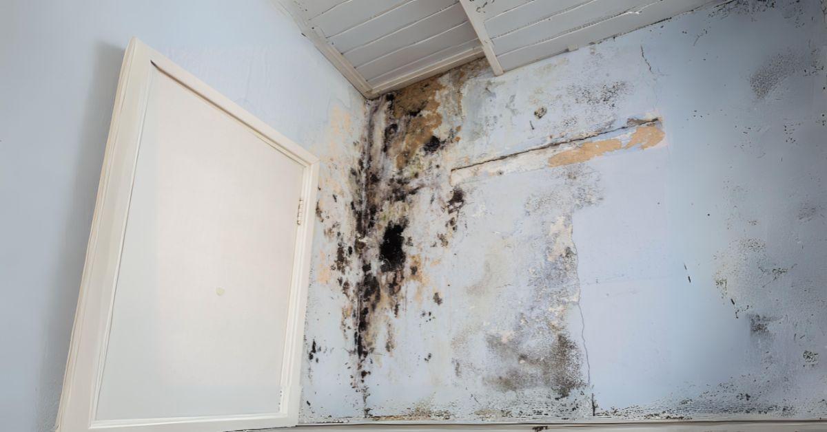 Overcoming Challenges in Mold Damage Restoration Amidst the Pandemic