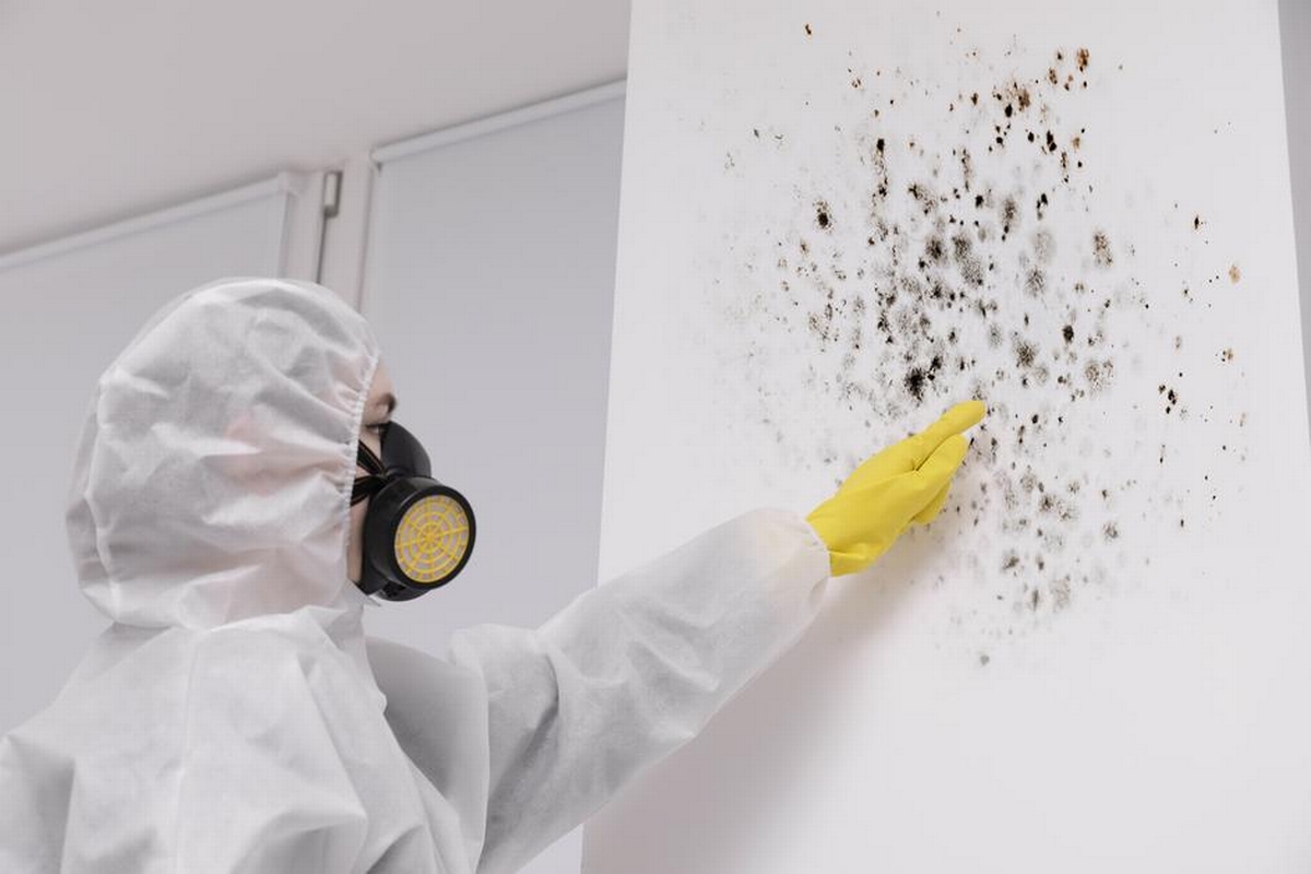 Mold Remediation vs. Mold Removal: Understanding the Differences