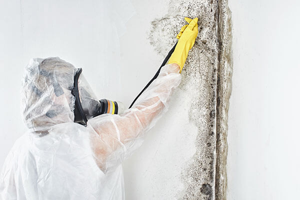 Worker Inspecting Moldy Wall for ANR Restoration