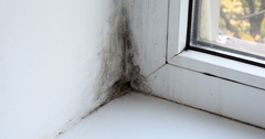 7 Questions To Ask Before Choosing A Mold Testing Service