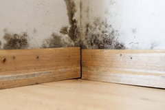 Understanding Mold Remediation: A Key Aspect of Restoration