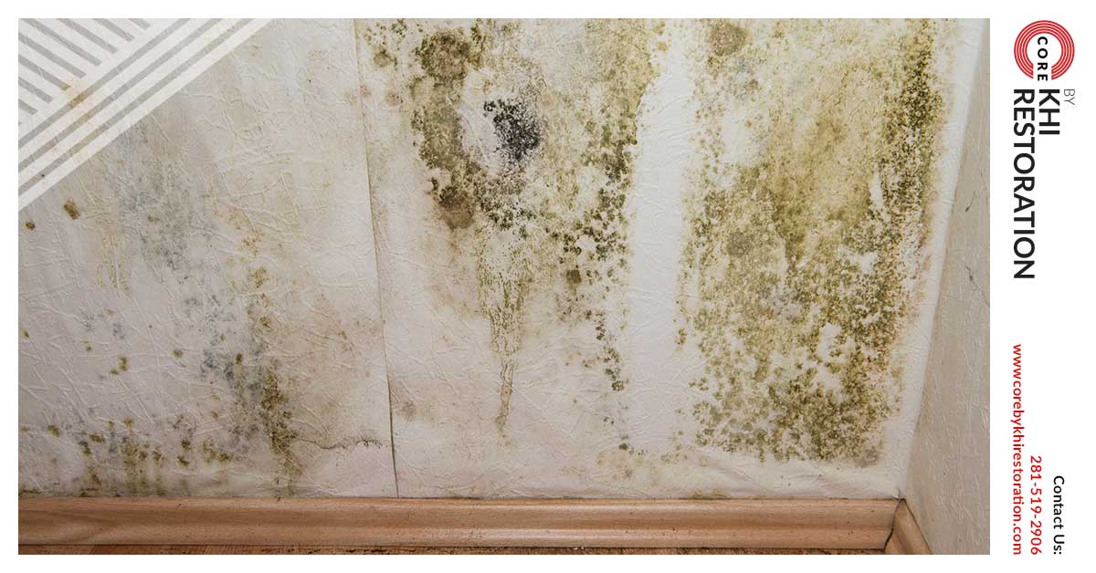 Professional Mold Remediation in Conroe, TX