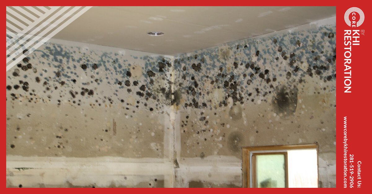 Professional Mold Damage Restoration in Jersey Village, TX