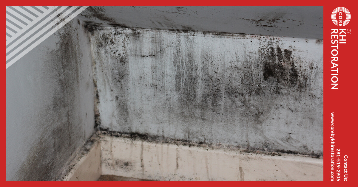Professional Mold Abatement in Conroe, TX