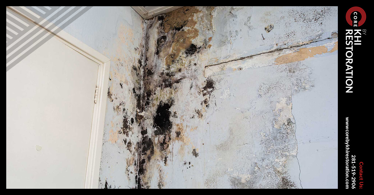 Mold Abatement in The Woodlands, TX