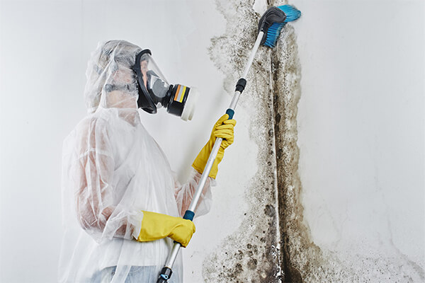 Mold Remediation in Humble, TX