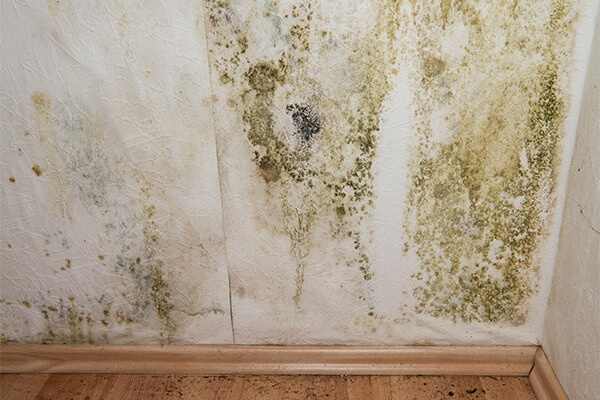 Mold Removal in Humble, TX