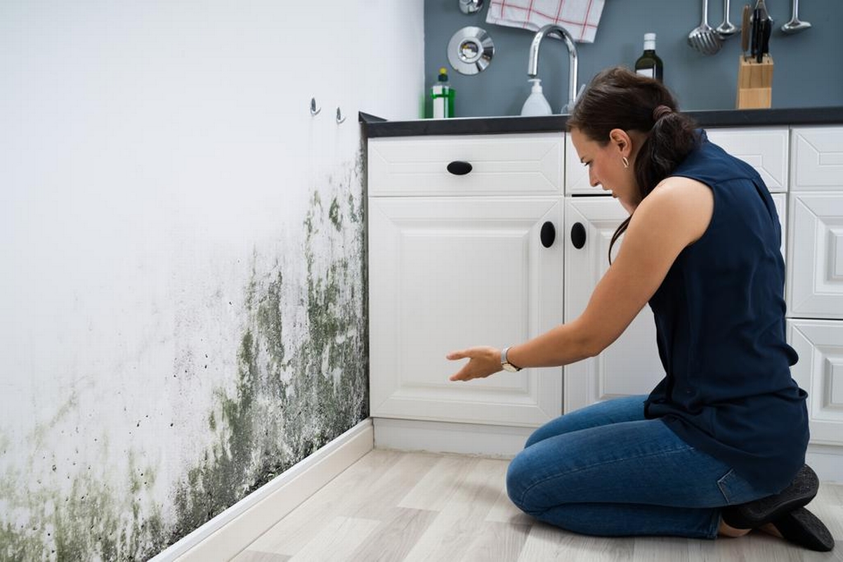 Mold Myths Debunked: What You Should Know About Mold Remediation