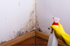 Combating Mold: Latest Techniques and Deterrents in the Restoration Industry