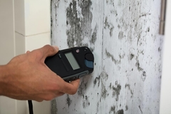 The Science of Mold: Understanding Its Impact and the Latest Removal Techniques