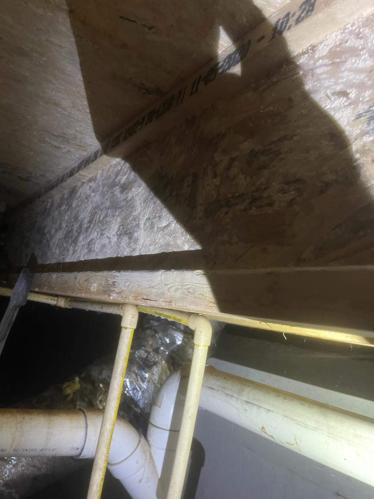 Mold Remediation