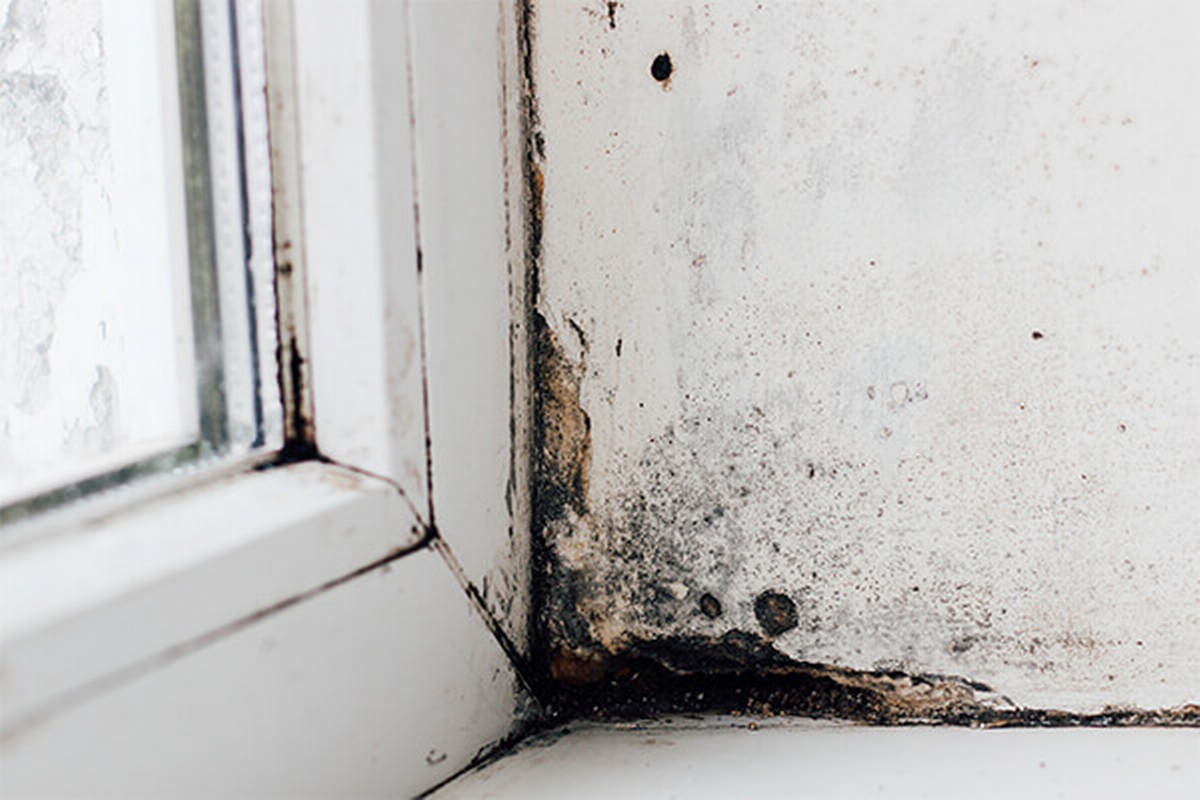 Understanding the Impact of Seasonal Changes on Mold Growth