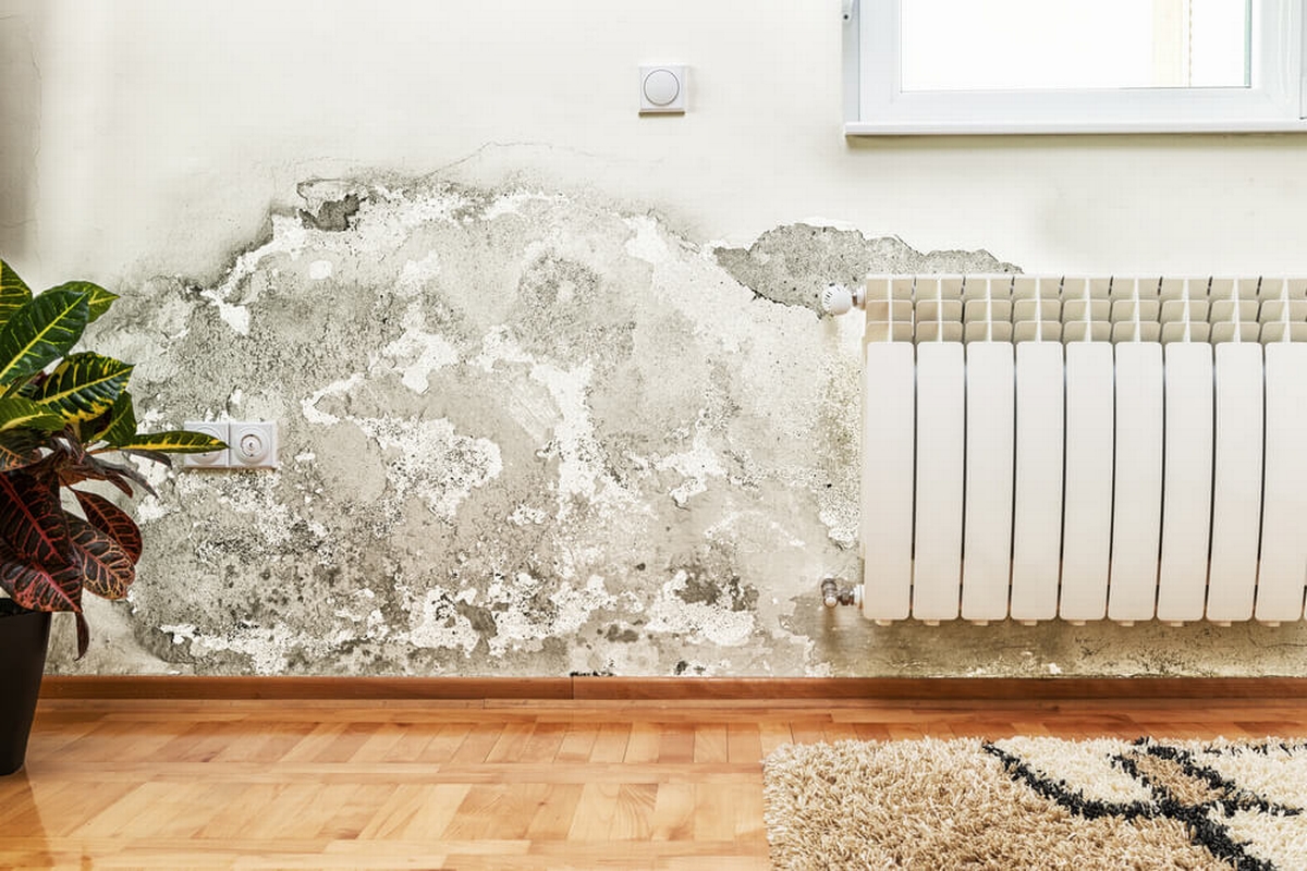 Mold Remediation Professionals: Navigating the Need for Expert Intervention