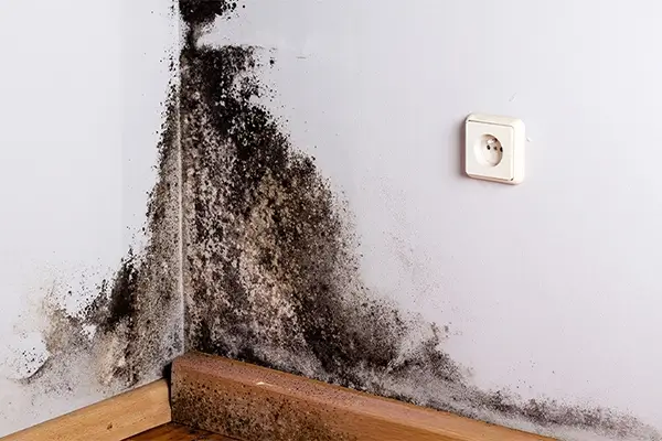 Mold Removal