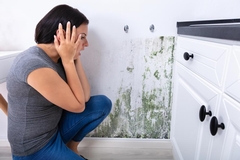 Mold Myths Debunked: What Every Homeowner Should Know