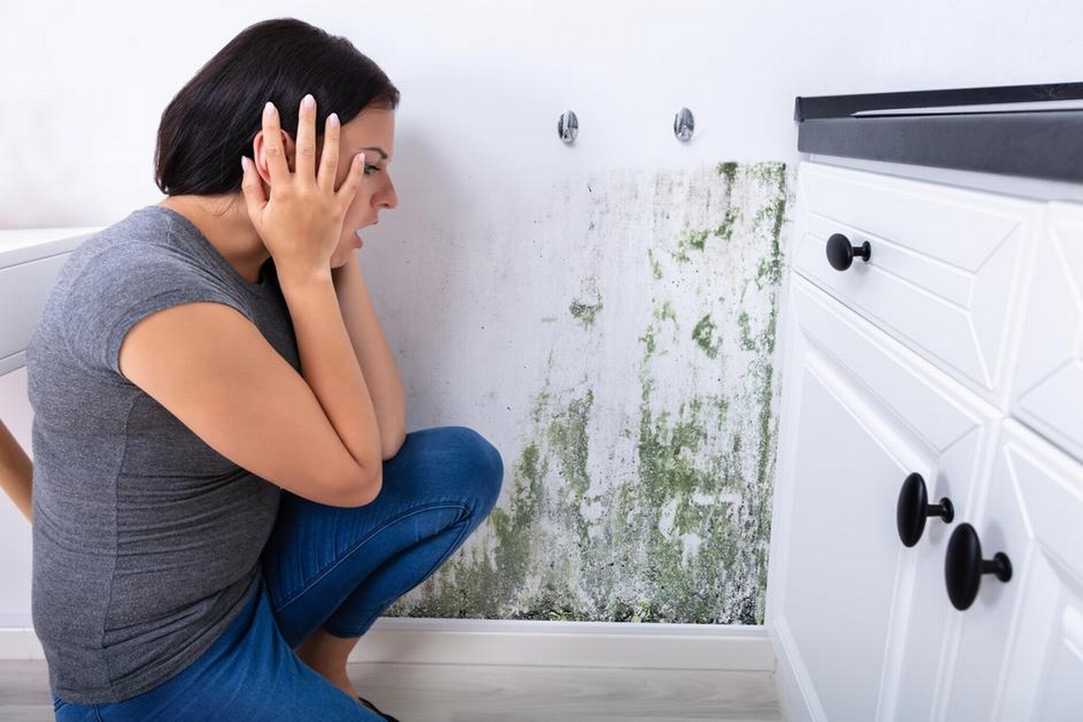 Mold Myths Debunked: What Every Homeowner Should Know